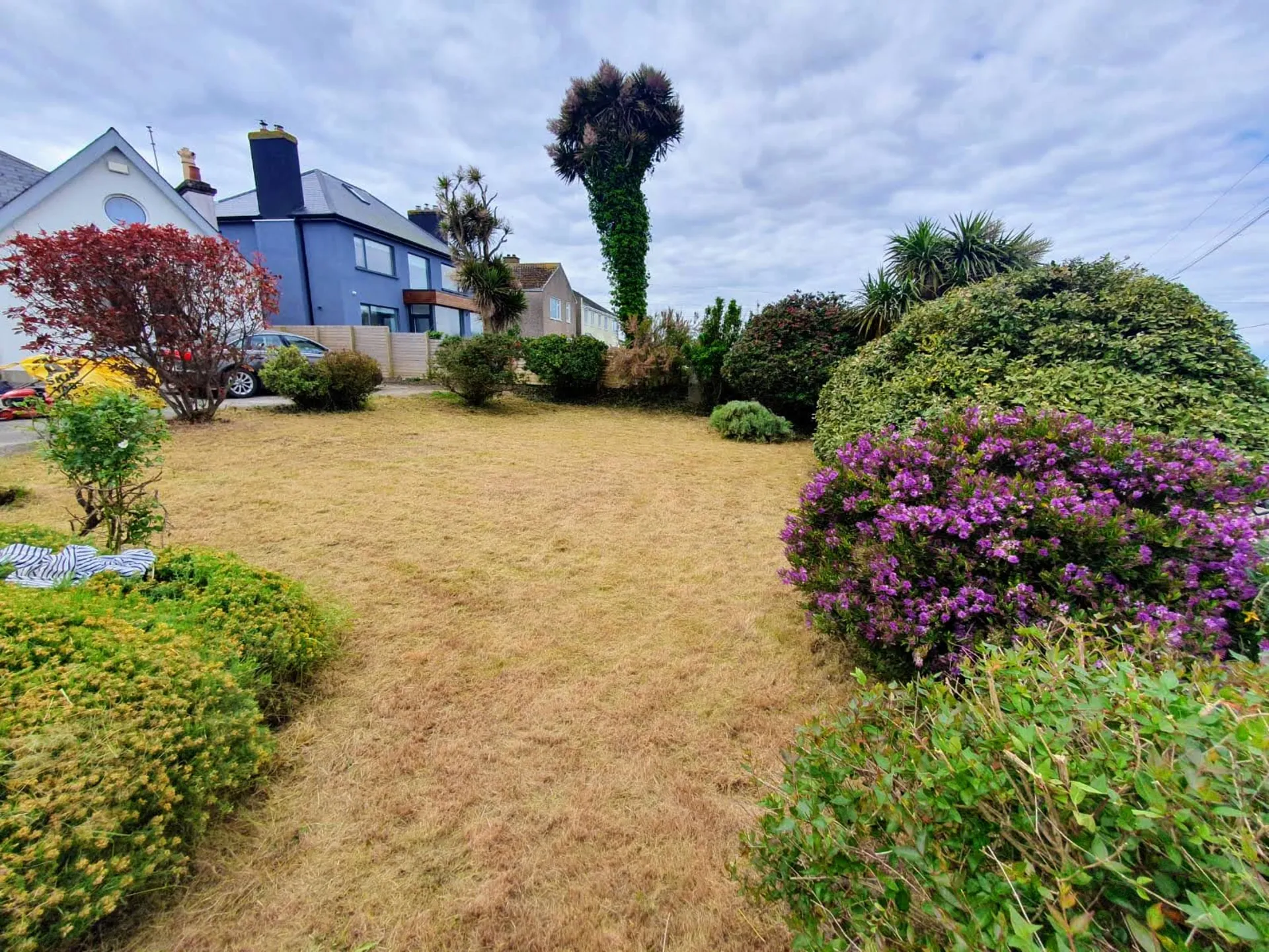 Front garden ready for lawn replacement with mature shrubs and flowering hedges